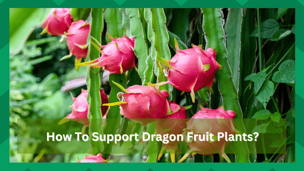 how to support dragon fruit plants