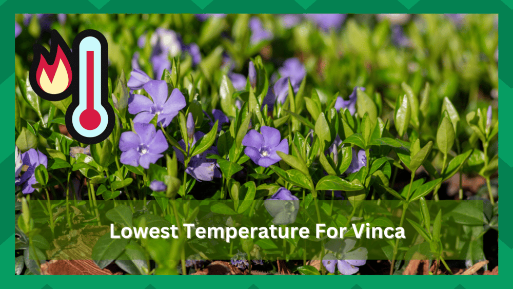 lowest temperature for vinca
