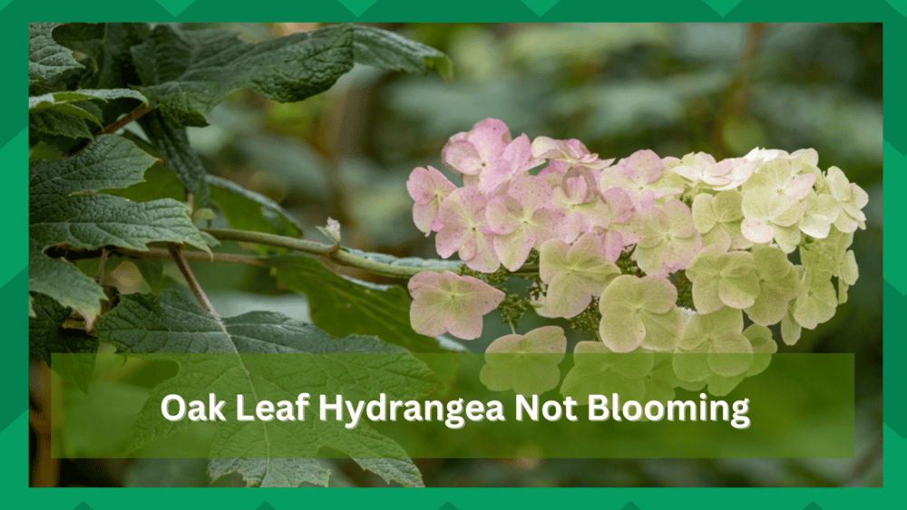 Oak Leaf Hydrangea Not Blooming