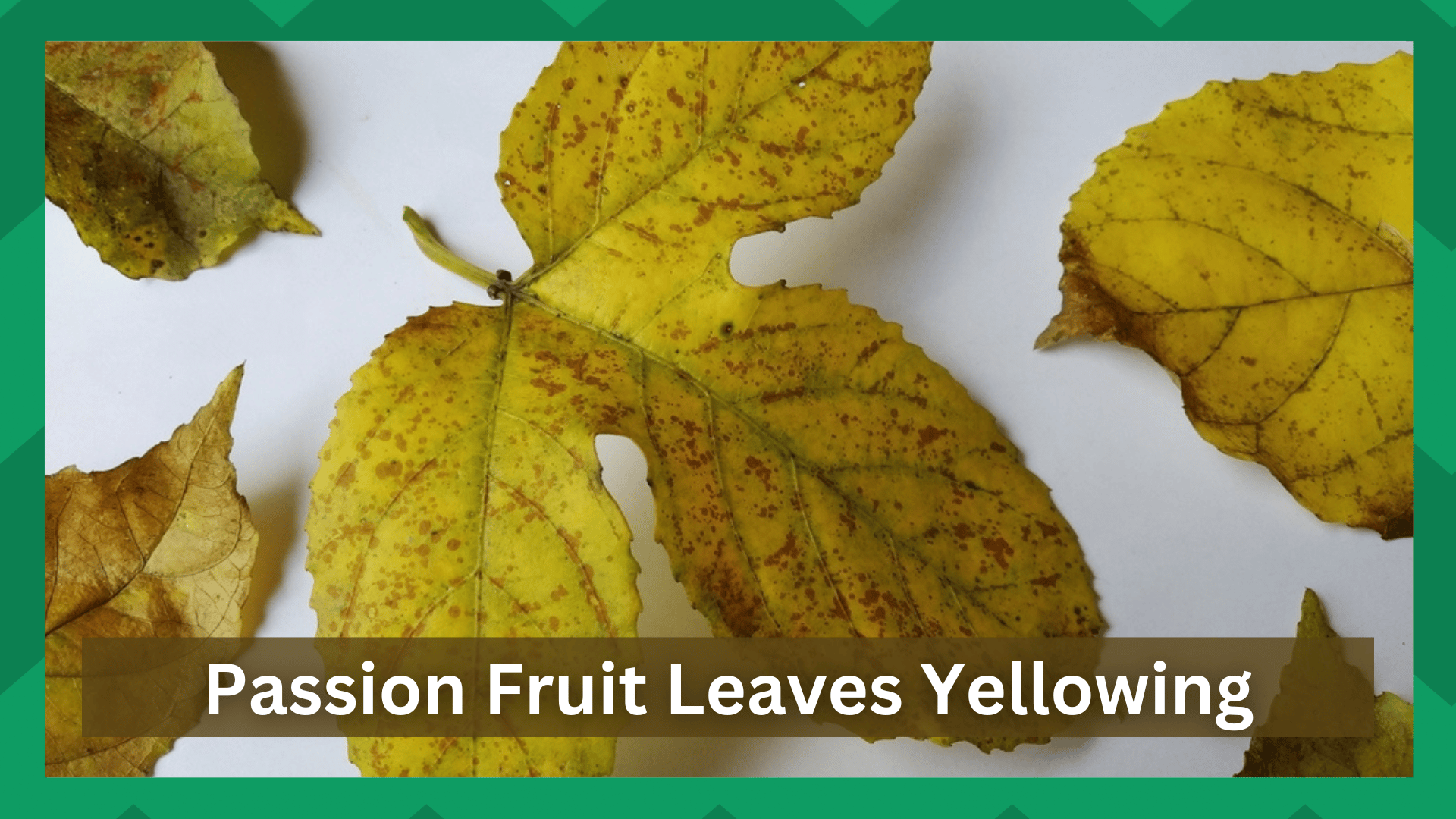 passion fruit leaves yellowing
