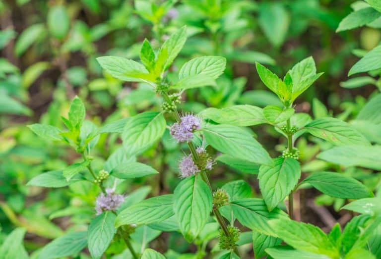 What Is The Strongest Smelling Mint Plant