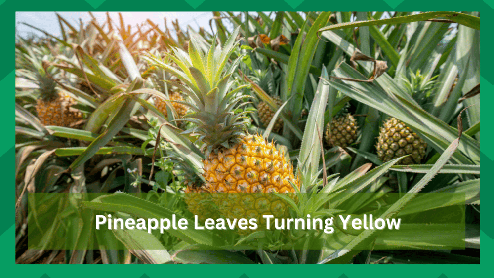 pineapple leaves turning yellow
