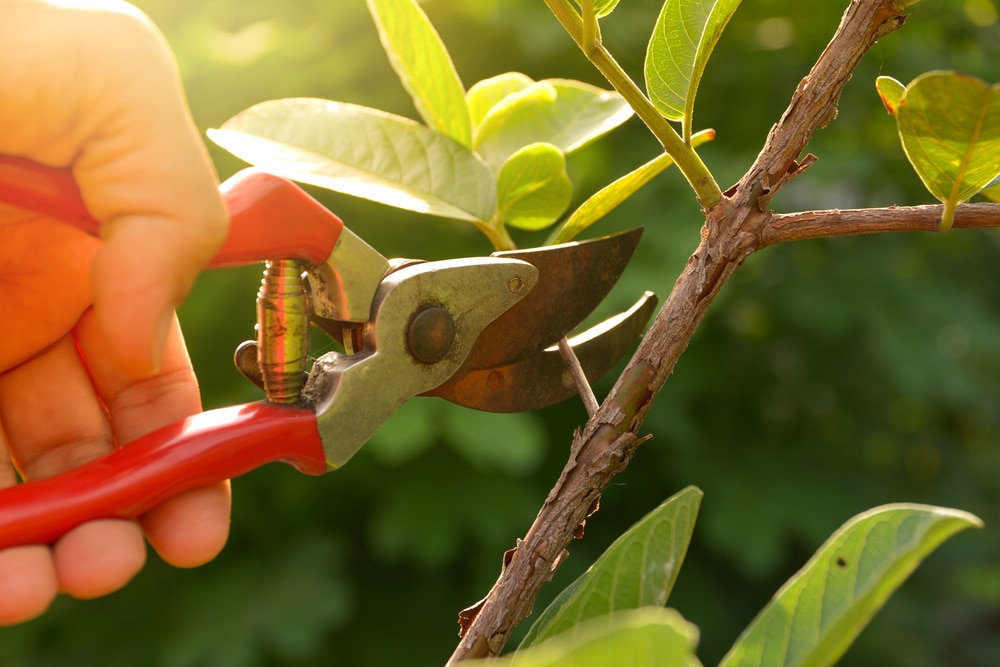 pruning