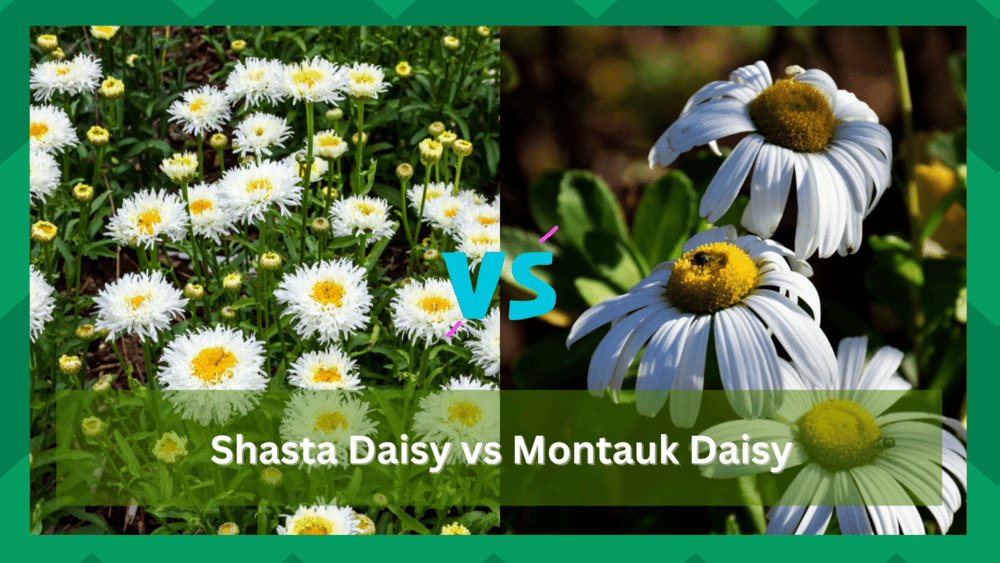 Shasta Daisy vs Montauk Daisy