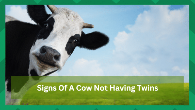 Signs Of A Cow Having Twins