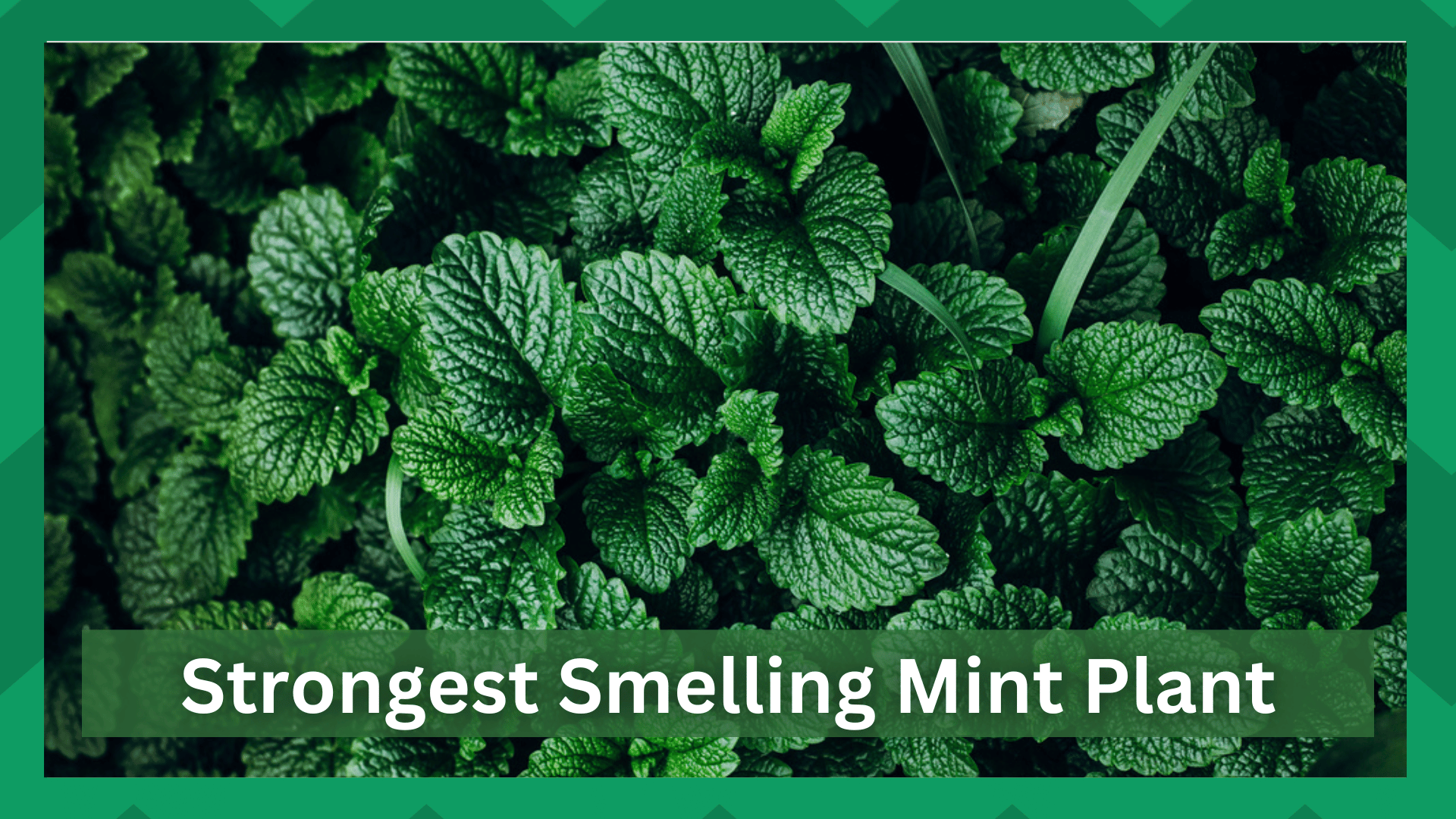strongest smelling mint plant
