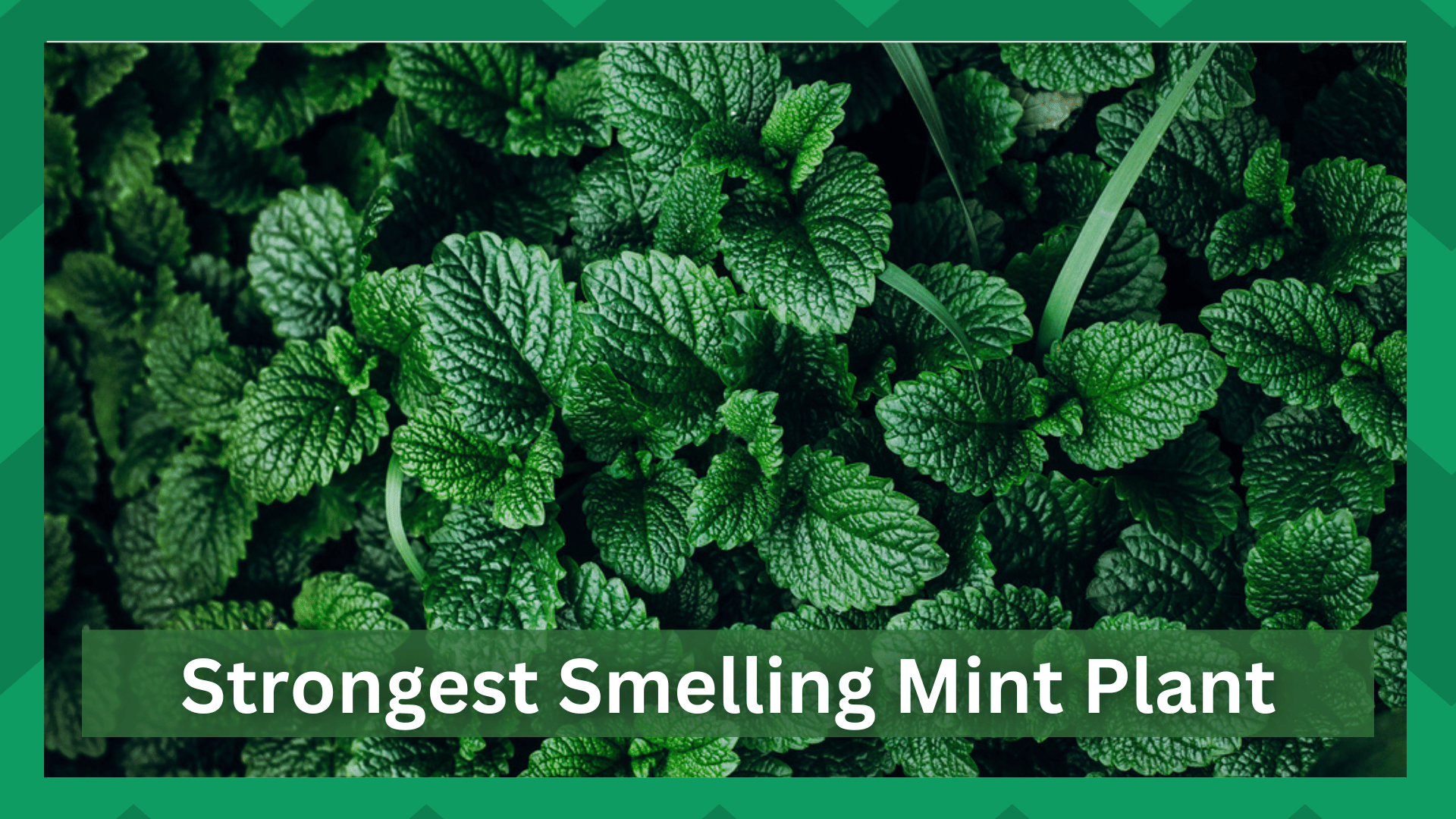 6 Strongest Smelling Mint Plant Farmer Grows