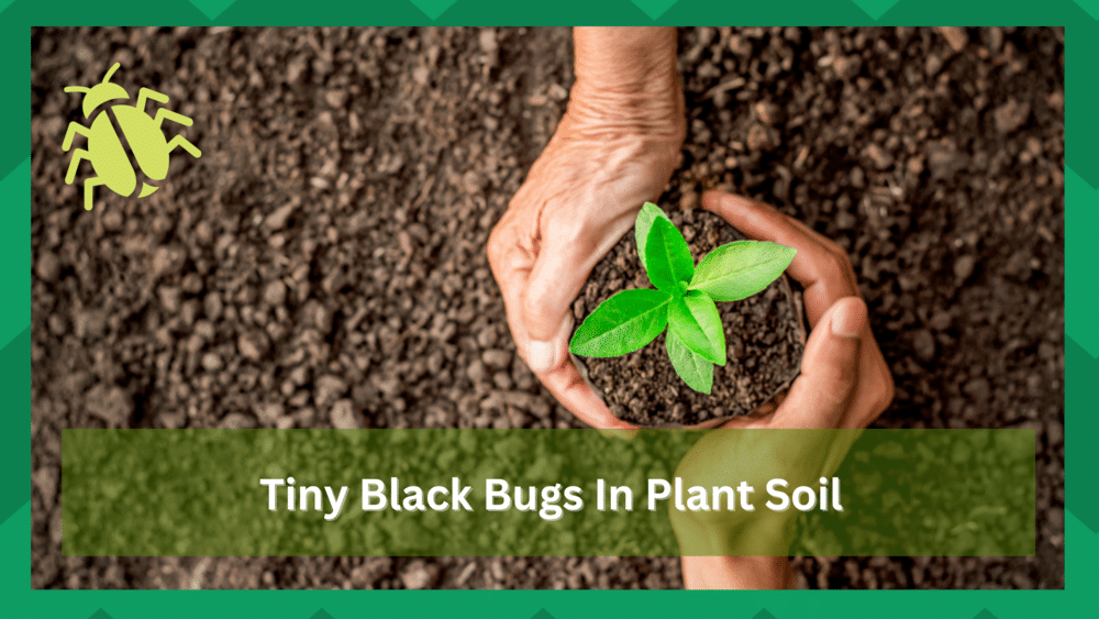 tiny black bugs in plant soil