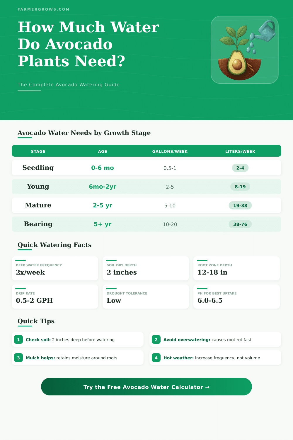 Avocado Plant Water Calculator: How Much Water Do I Need?