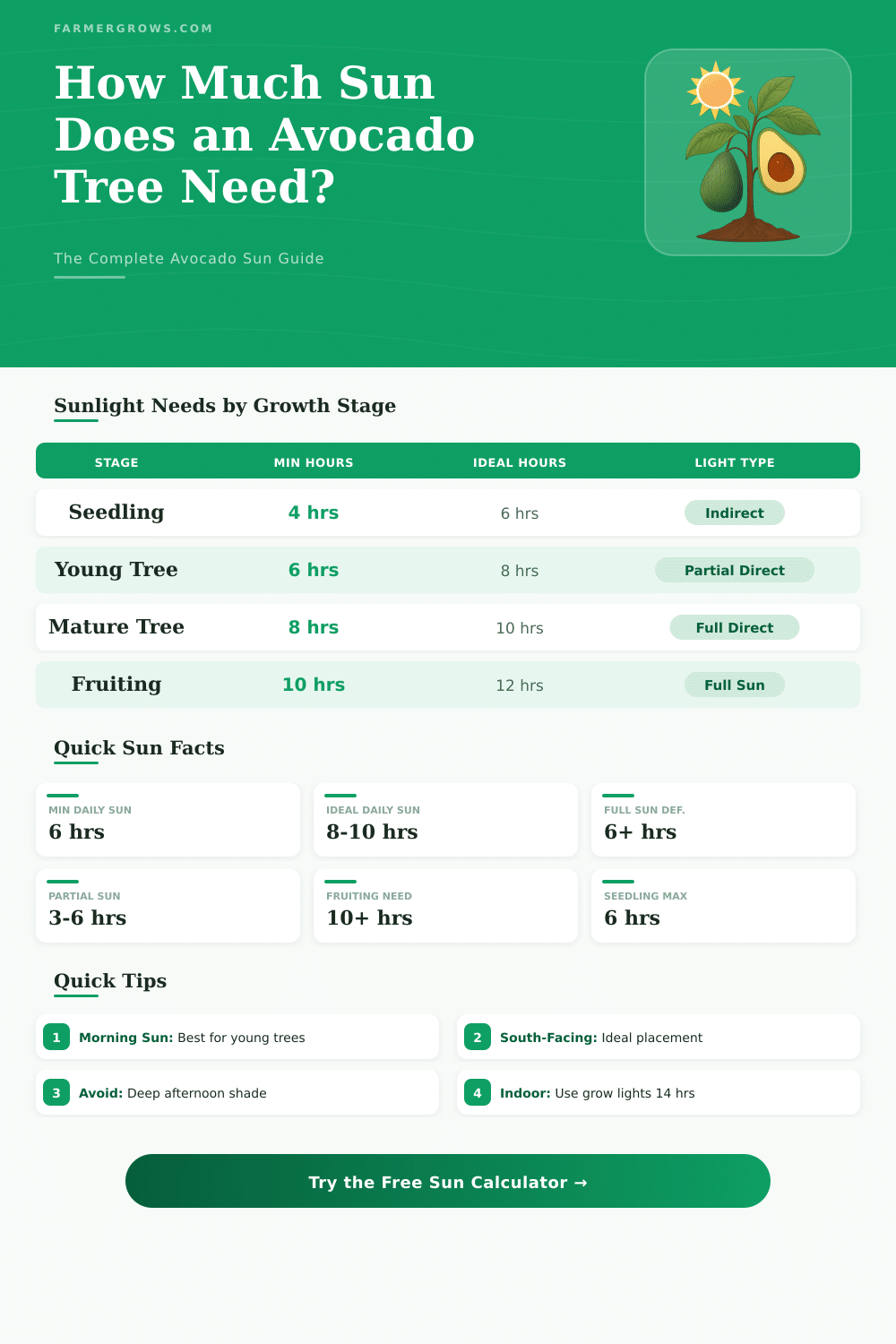 Avocado Tree Sun Calculator – How Much Light Does It Need?