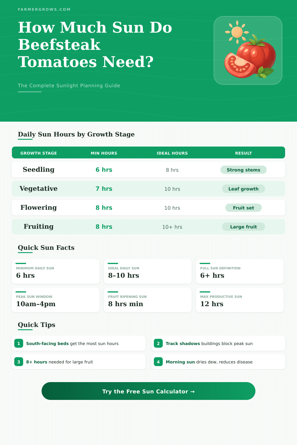 Beefsteak Tomato Sun Calculator – How Much Sun Do They Need?