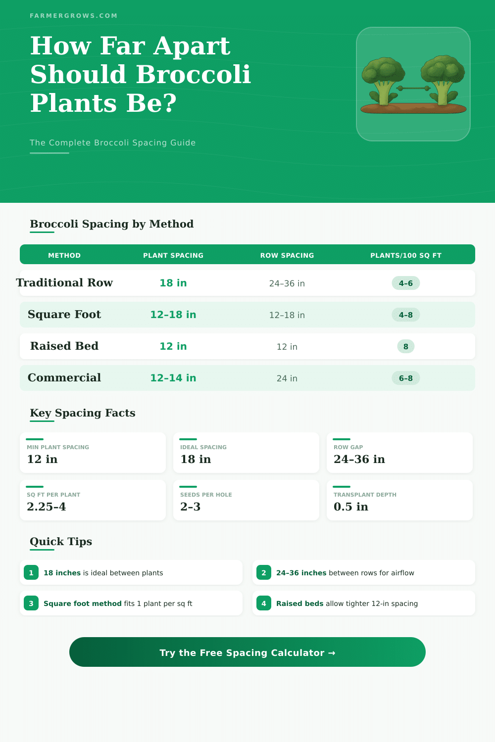 Broccoli Plant Spacing Calculator: How Much Space Do I Need?