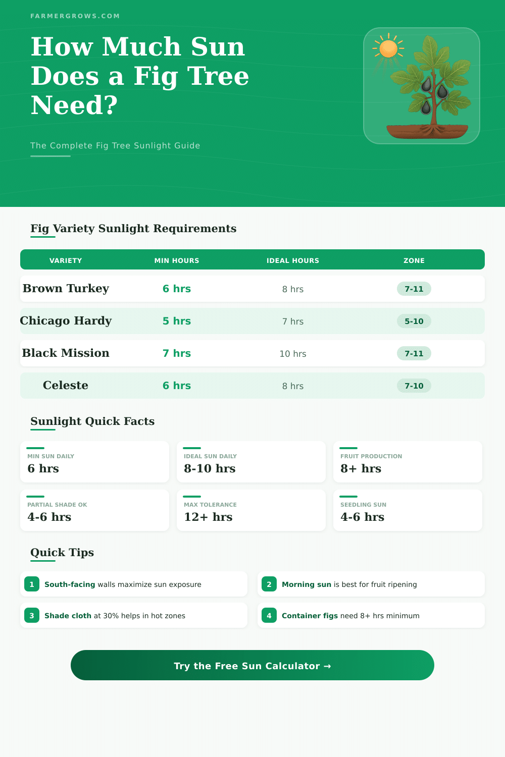Fig Tree Sun Calculator: How Much Sunlight Does It Need?