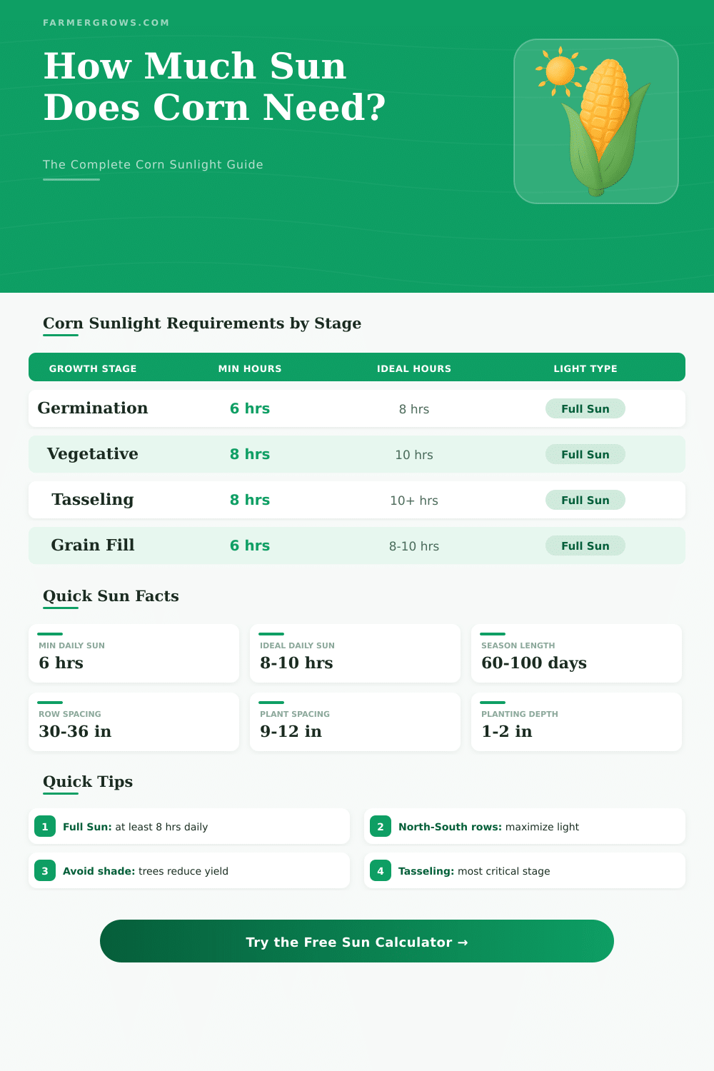 How Much Sun Does Corn Need? Growth Calculator