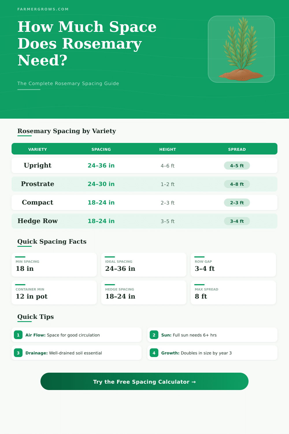 Rosemary Spacing Calculator: How Much Space Does Rosemary Need?