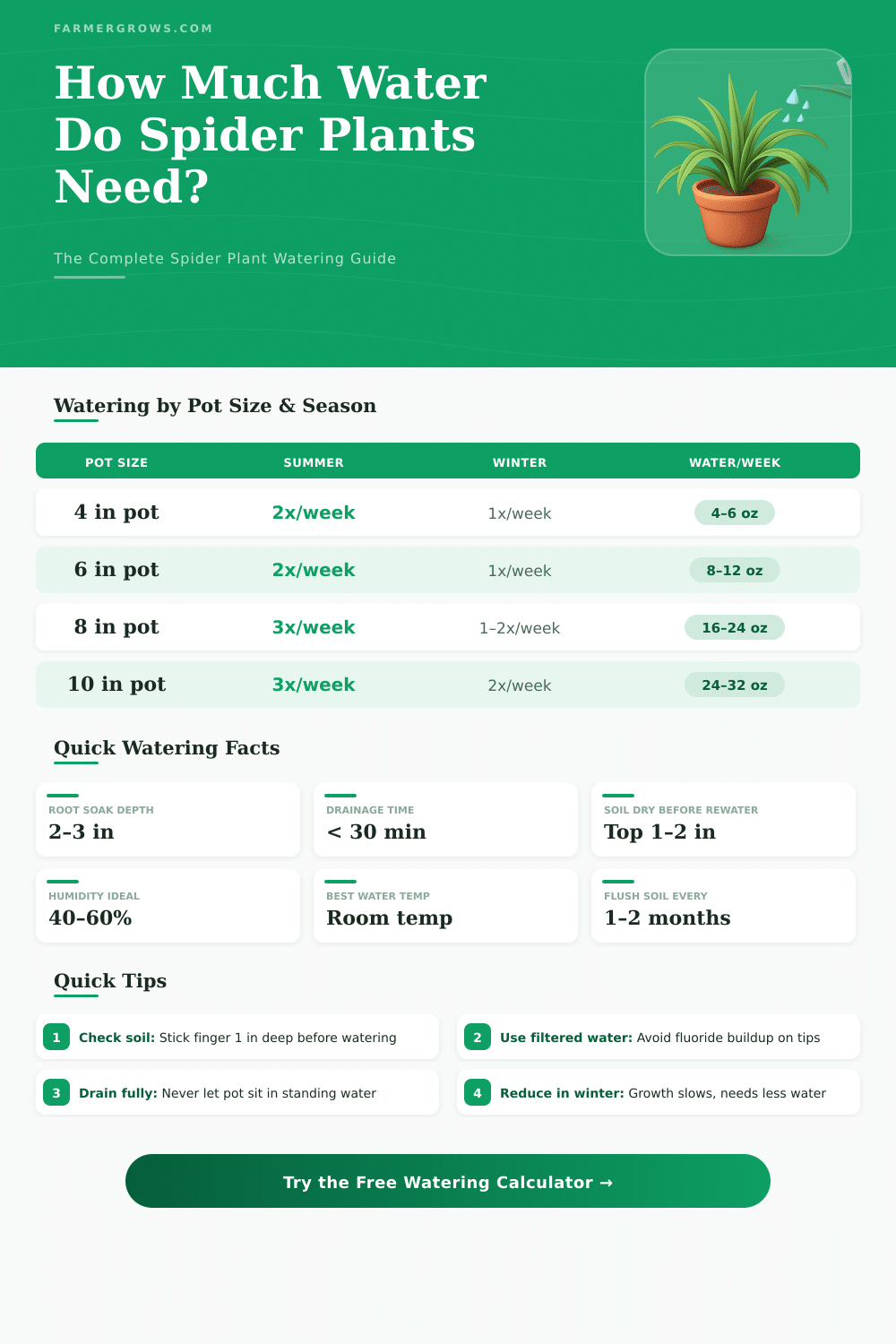 Spider Plant Water Calculator: How Much Water Do They Need?