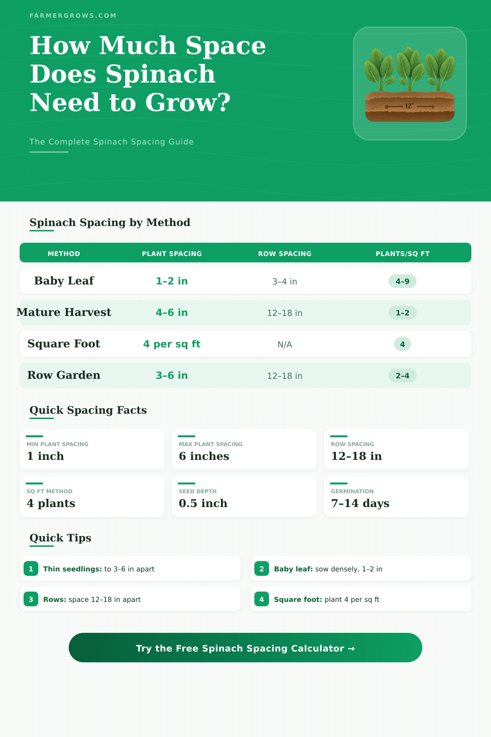 Spinach Spacing Calculator: How Much Space Does Spinach Need?