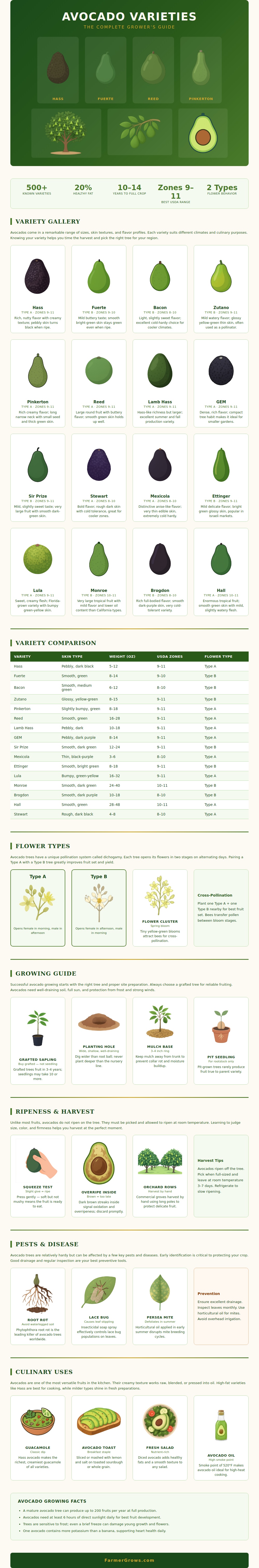Avocado Variety Chart
