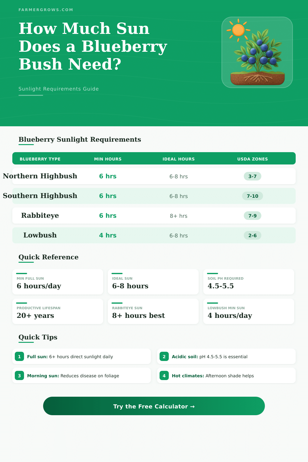 Blueberry Bush Sunlight Calculator: How Much Sun Do They Need