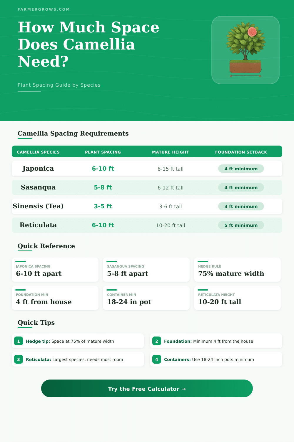 Camellia Spacing Calculator: How Much Space Does Camellia Need?