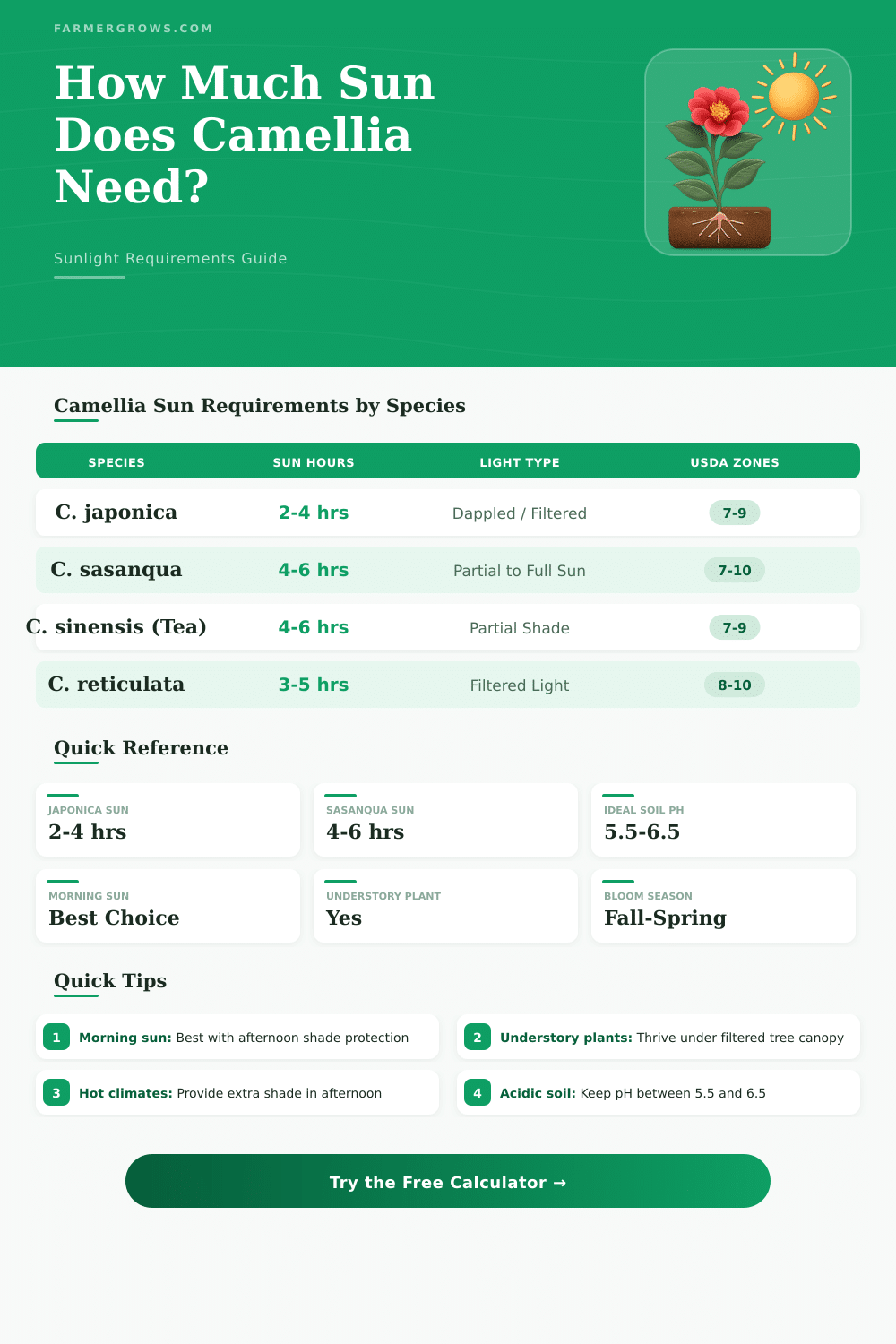 Camellia Sunlight Calculator: How Much Sun Does Camellia Need