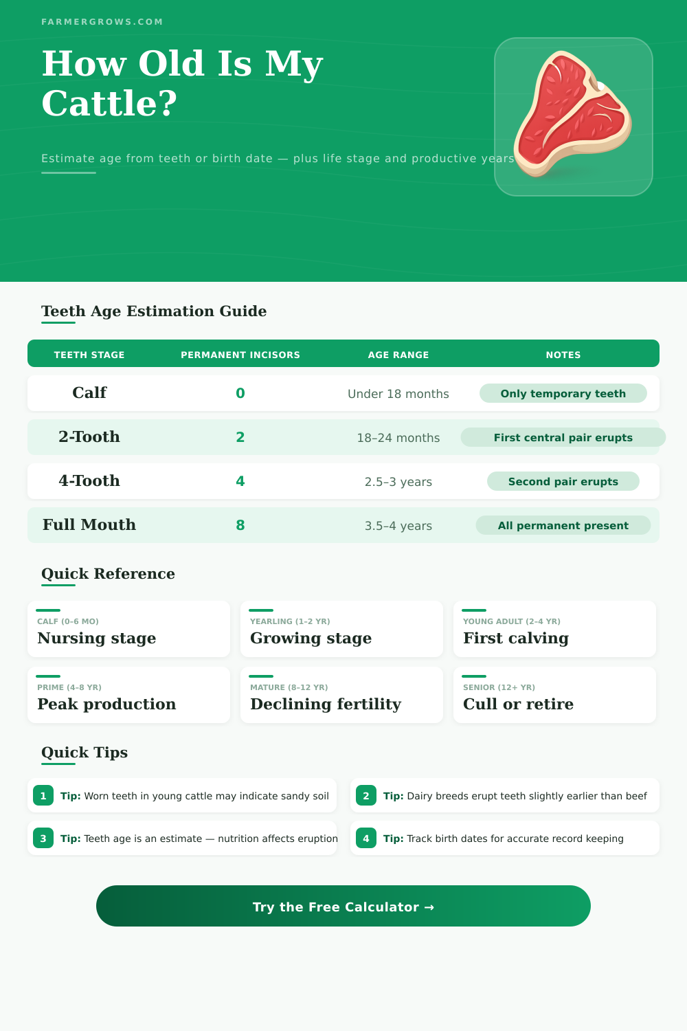 Cattle Age Calculator | Teeth & Birth Date