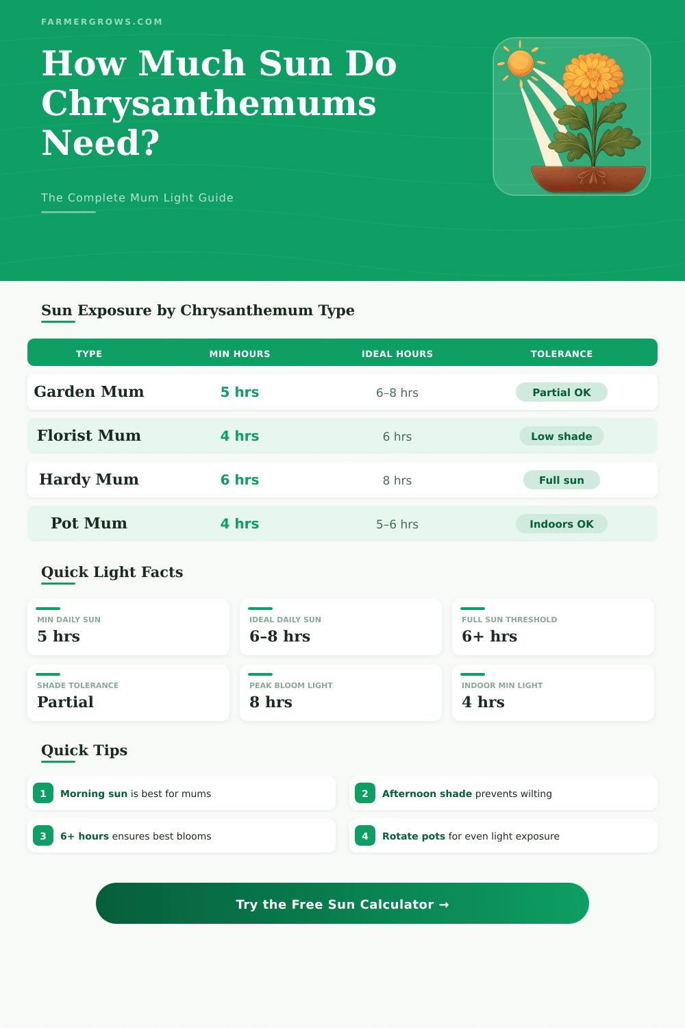Chrysanthemum Sun Requirements Calculator – How Much Light Do They Need?