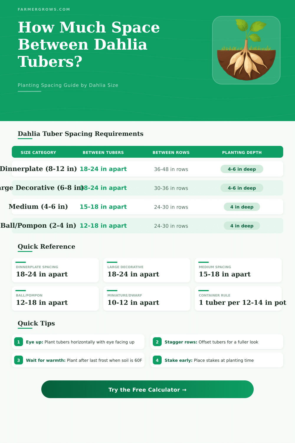 Dahlia Tuber Spacing Calculator: How Much Space Between Tubers?