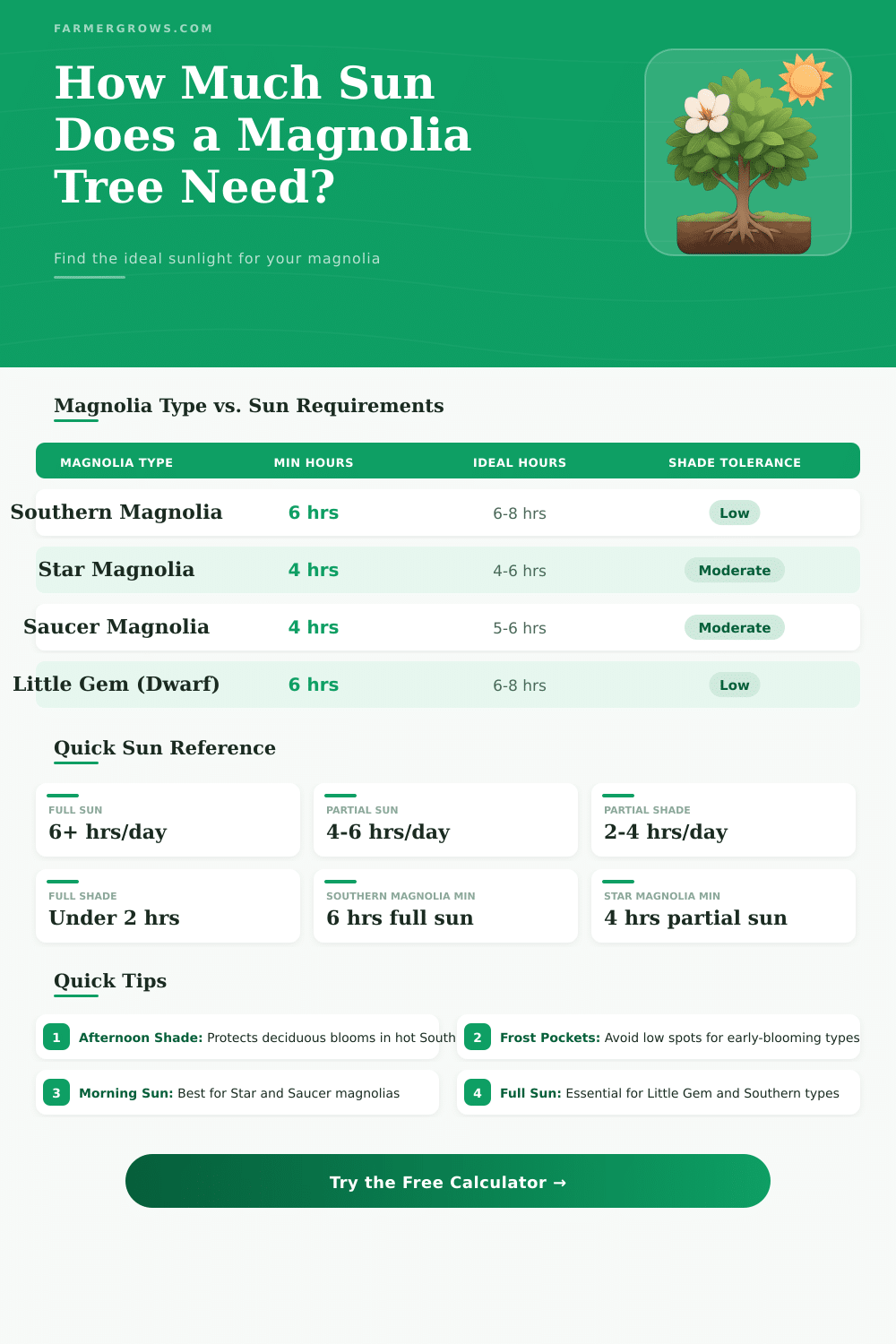 How Much Sun Does a Magnolia Tree Need?