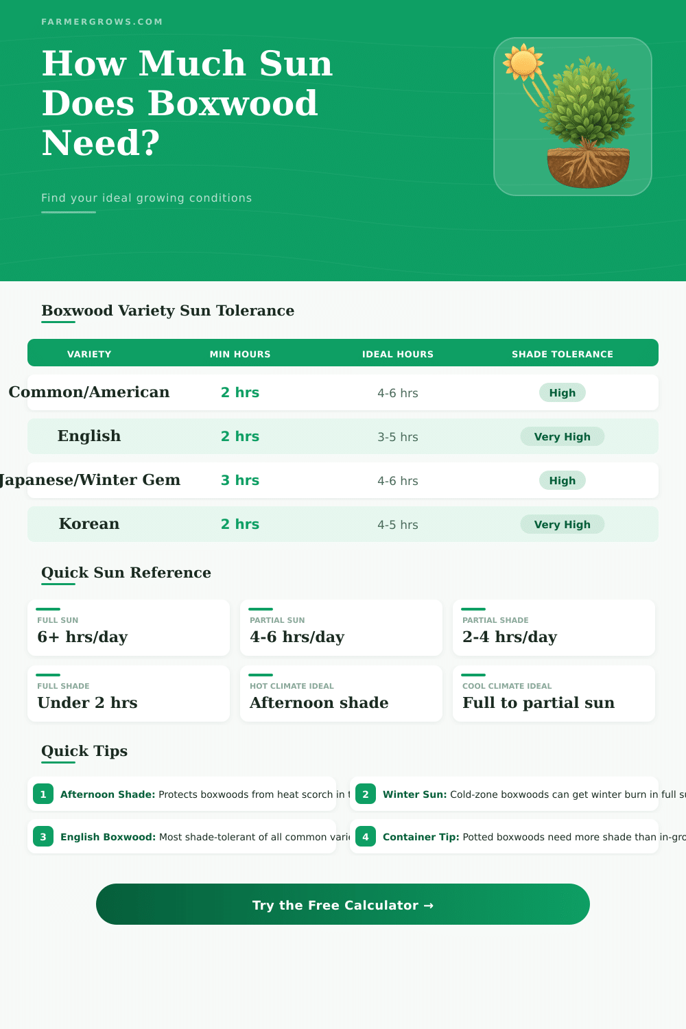 How Much Sun Does Boxwood Need?