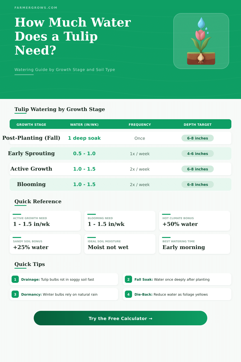 How Much Water Does a Tulip Need? Free Calculator