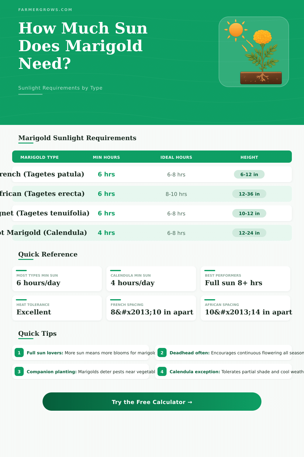 Marigold Sunlight Calculator: How Much Sun Does Marigold Need