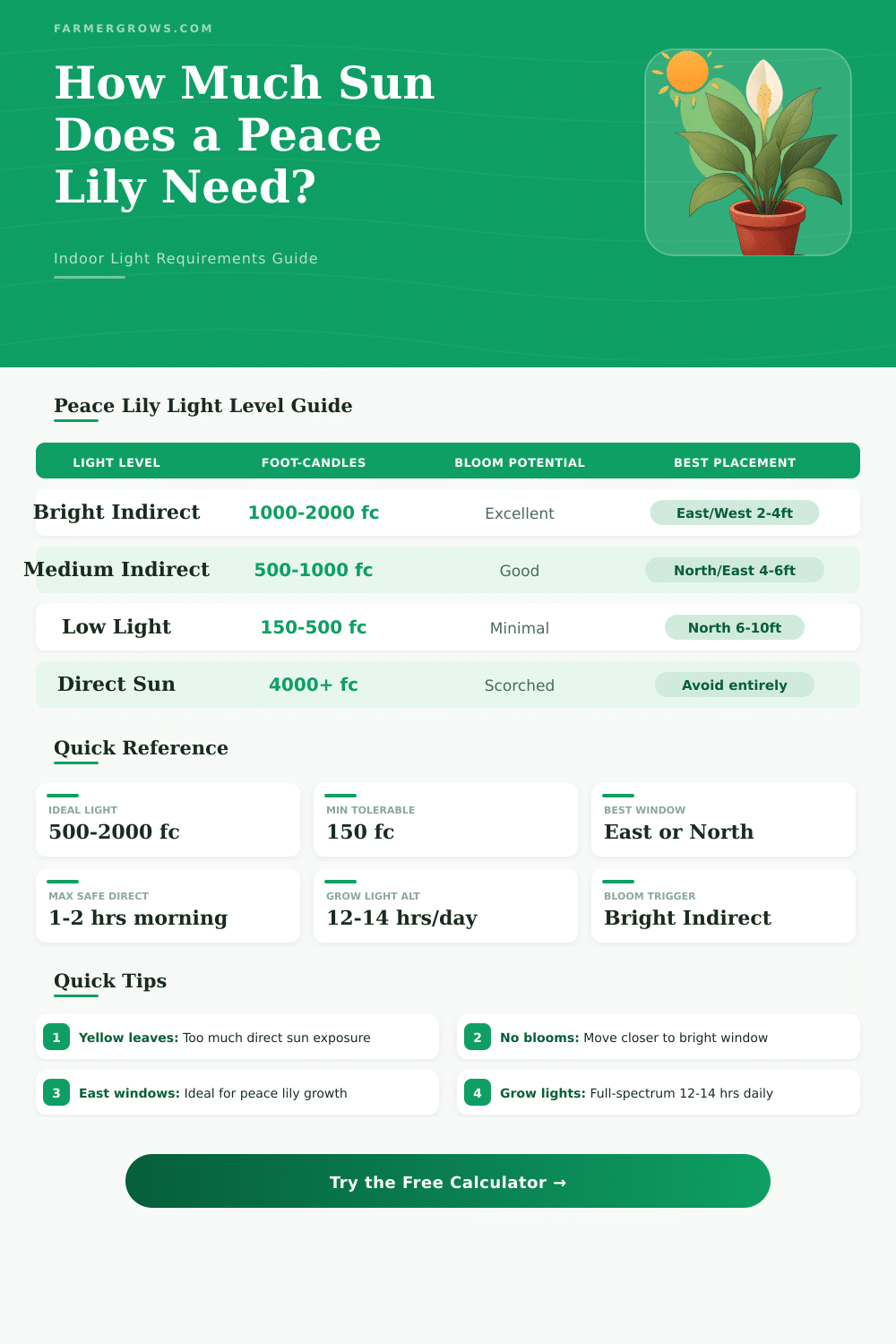 Peace Lily Sunlight Calculator: How Much Sun Does It Need