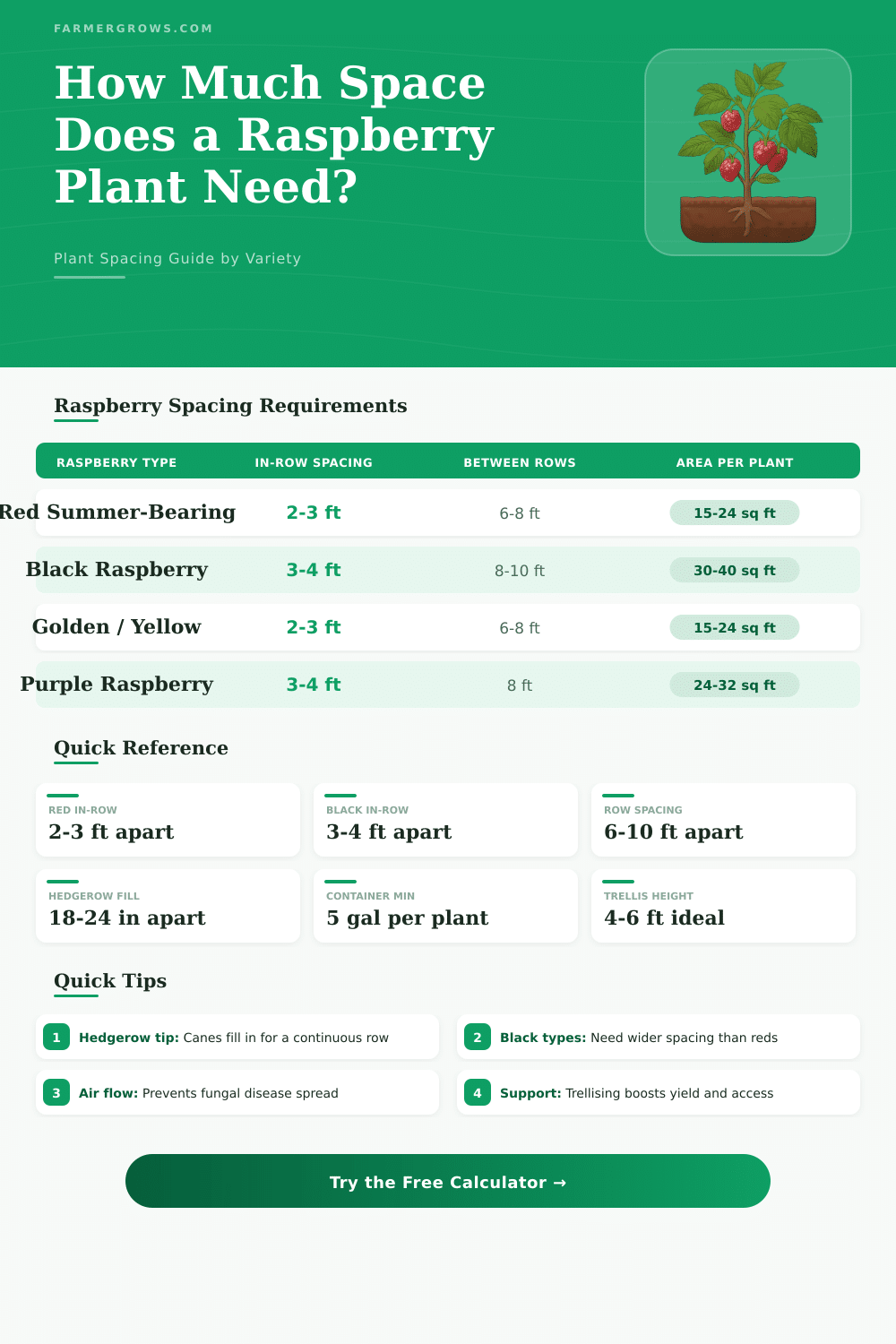 Raspberry Spacing Calculator: How Much Space Do Raspberries Need?