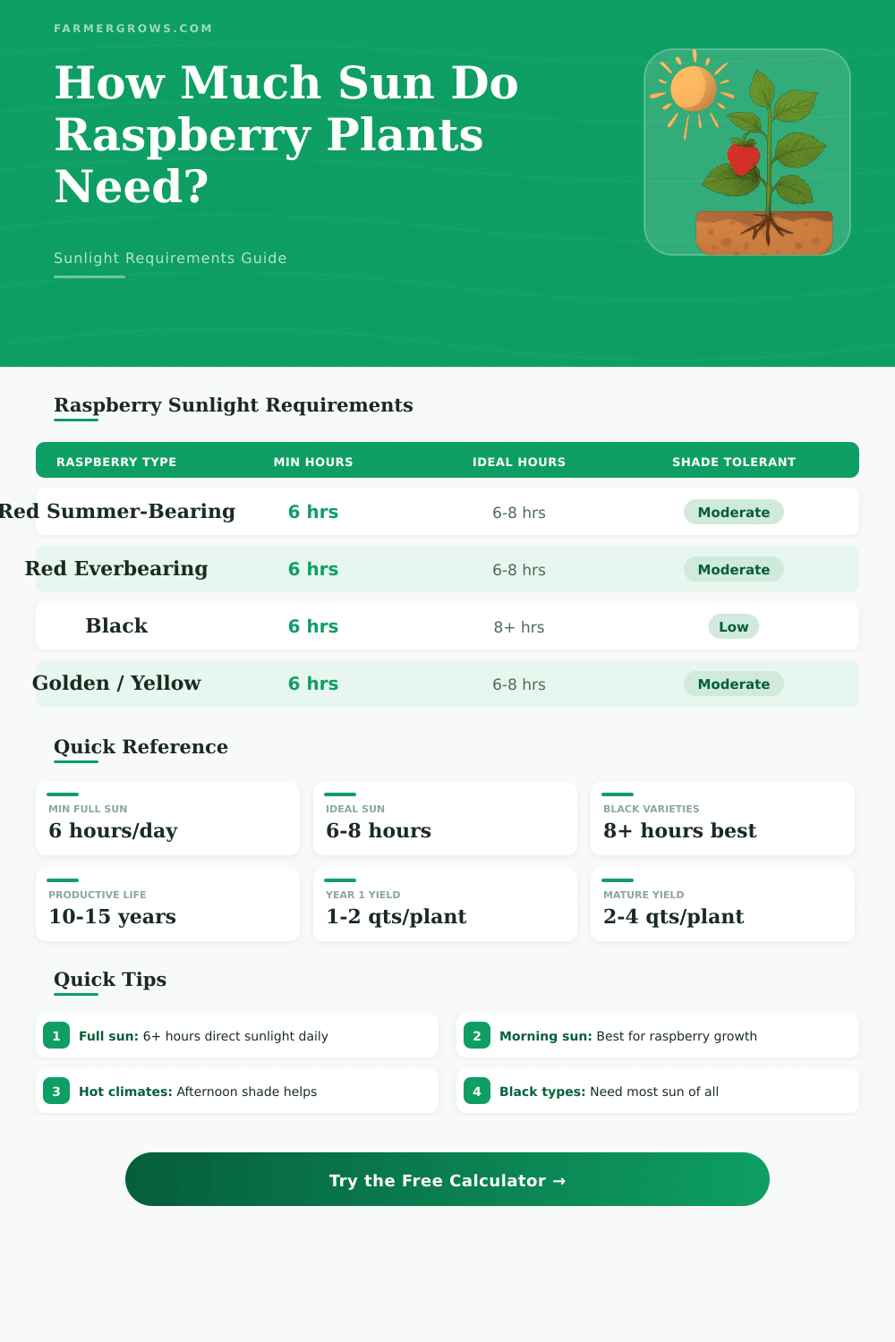 Raspberry Sunlight Calculator: How Much Sun Do Raspberries Need