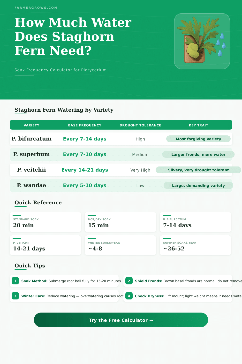 Staghorn Fern Water Calculator: How Much Water It Needs
