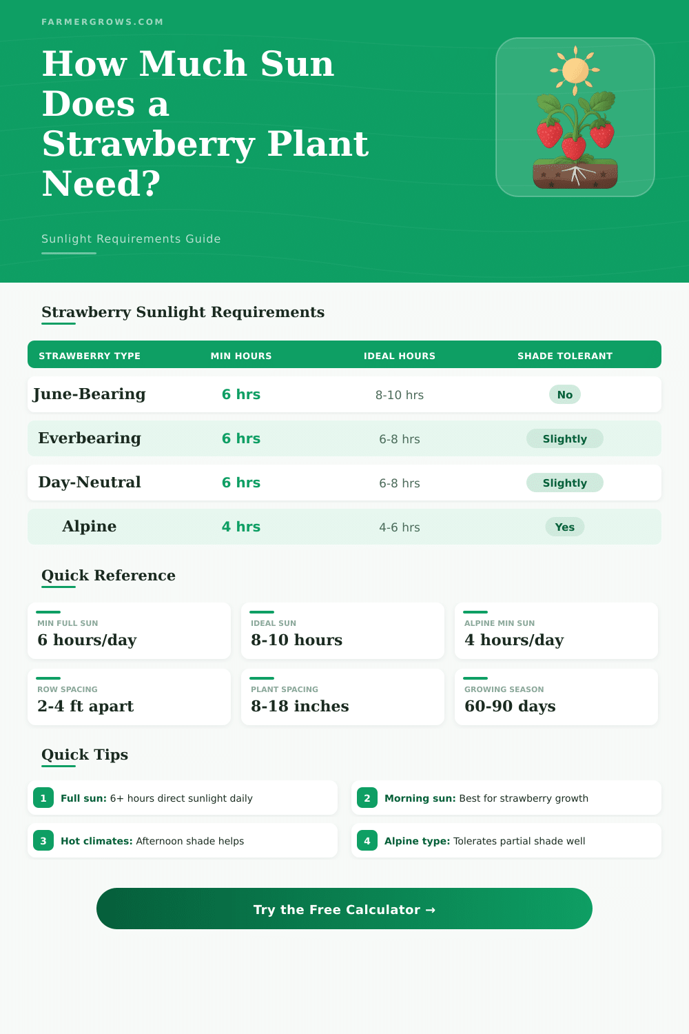 Strawberry Sunlight Calculator: How Much Sun Do Strawberries Need