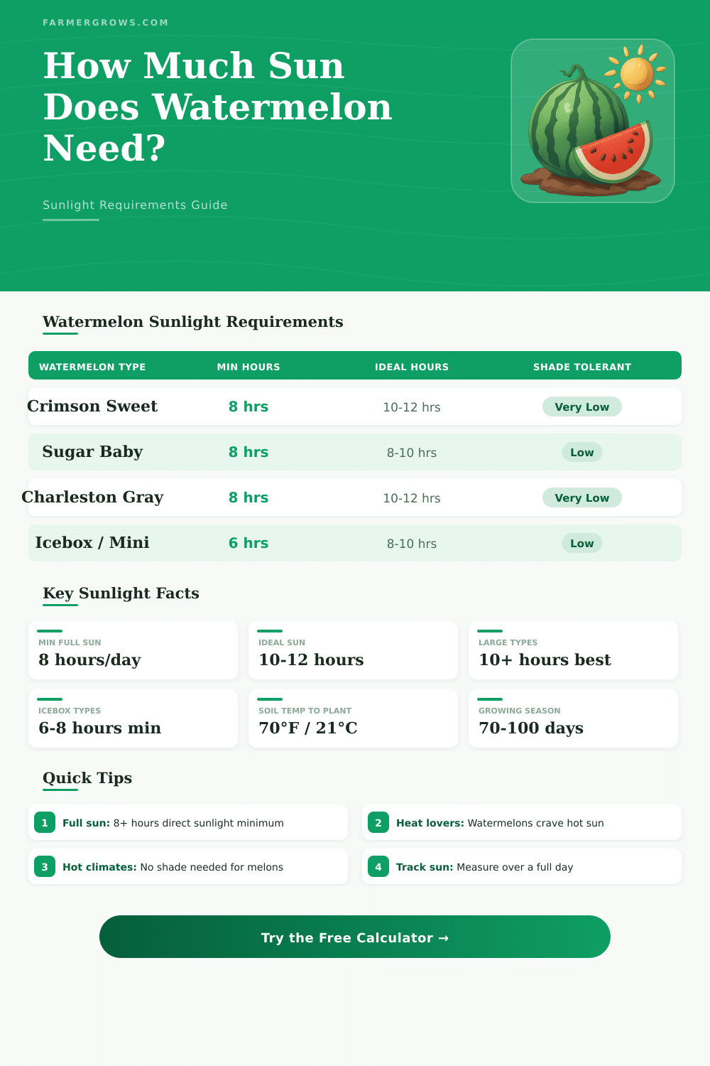 Watermelon Sunlight Calculator: How Much Sun Do They Need?