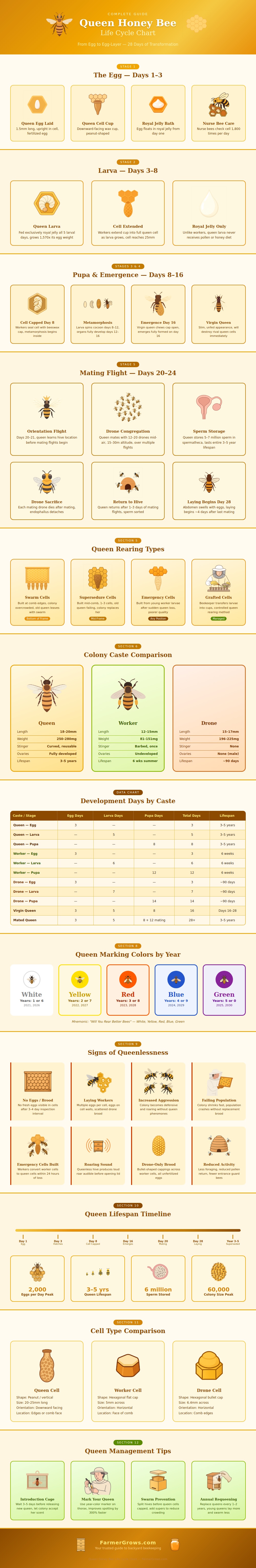 Queen Honey Bee Life Cycle Chart