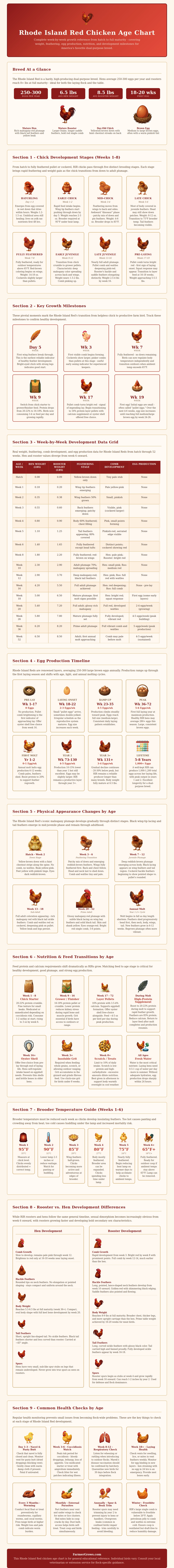Rhode Island Red Chicken Age Chart
