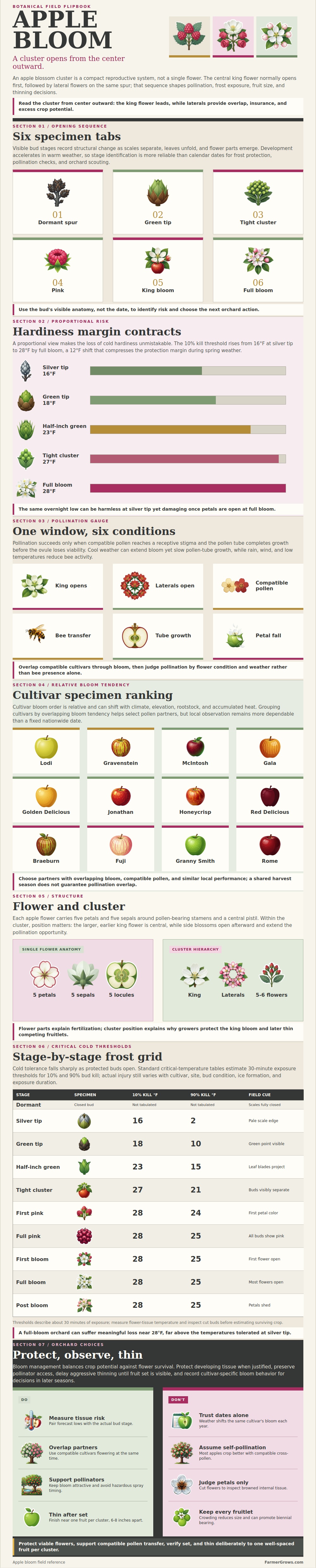 Apple Bloom Chart
