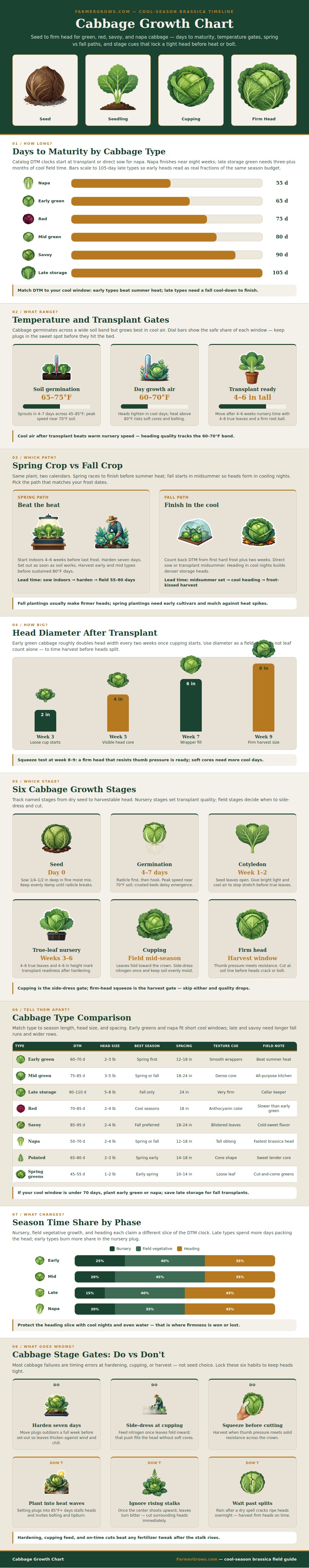 Cabbage Growth Chart