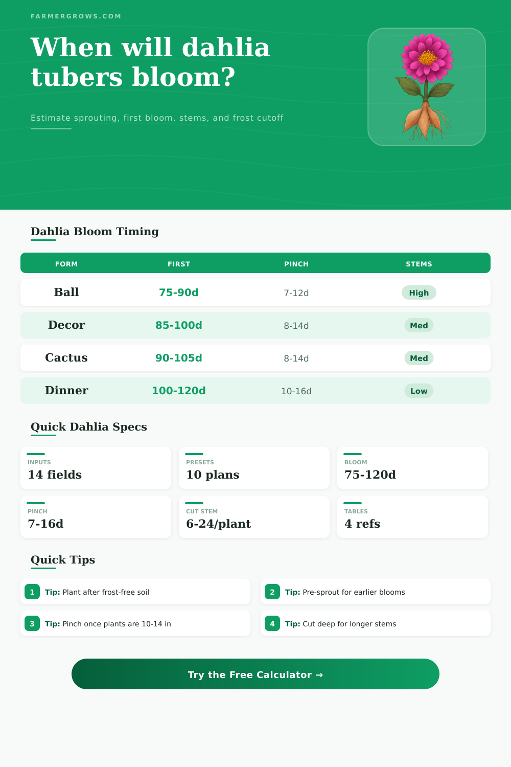 Dahlia Bulb Bloom Time Calculator