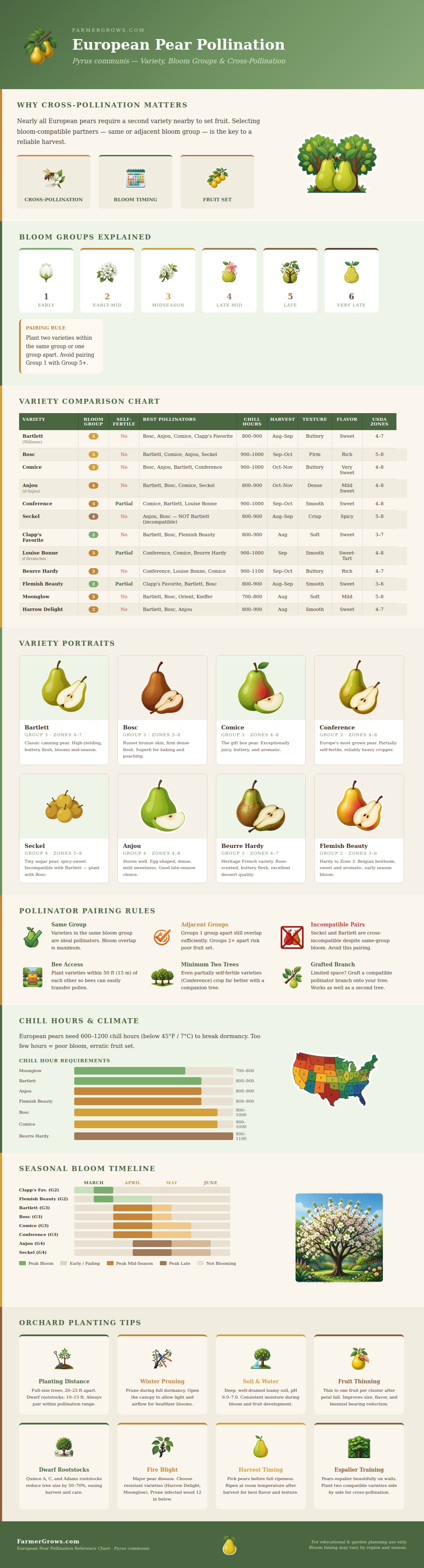 European Pear Pollination Chart