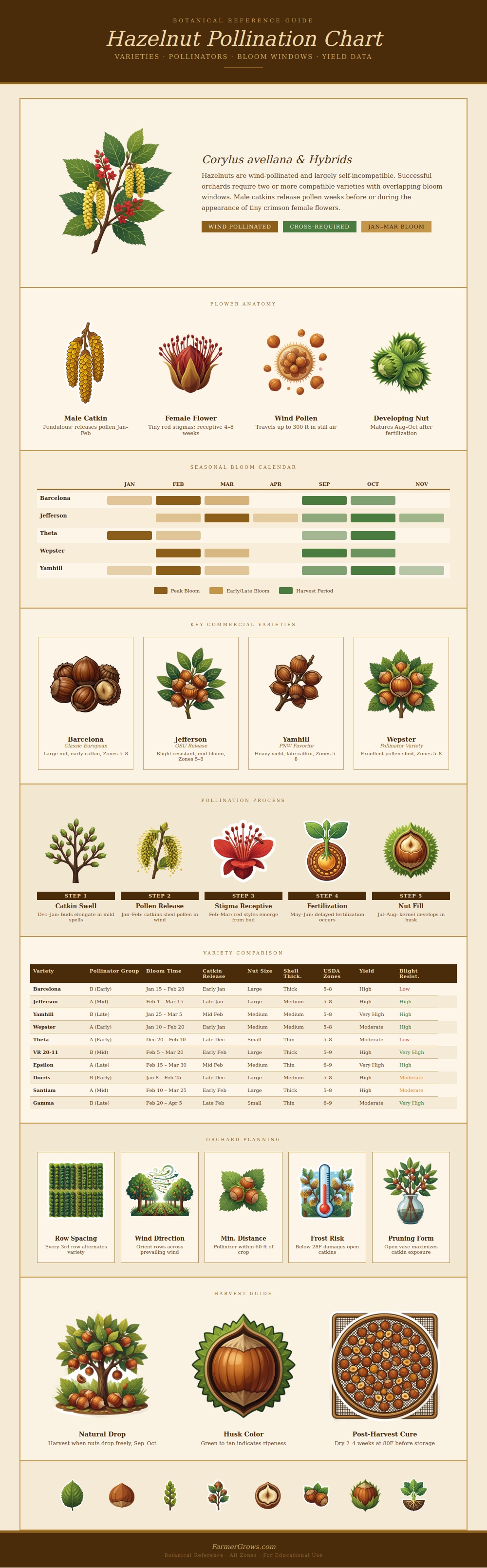 Hazelnut Pollination Chart