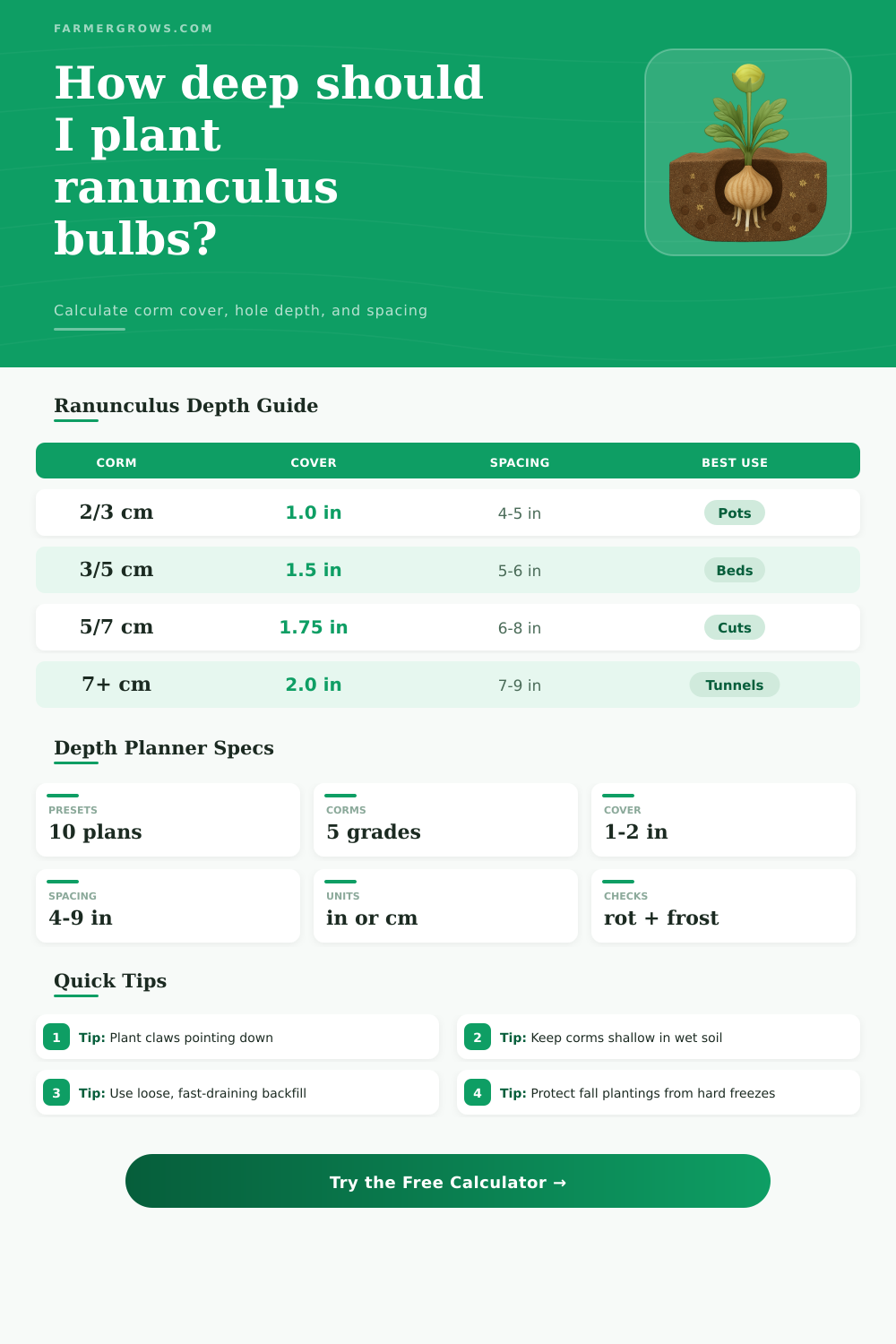 Ranunculus Bulb Planting Depth Calculator