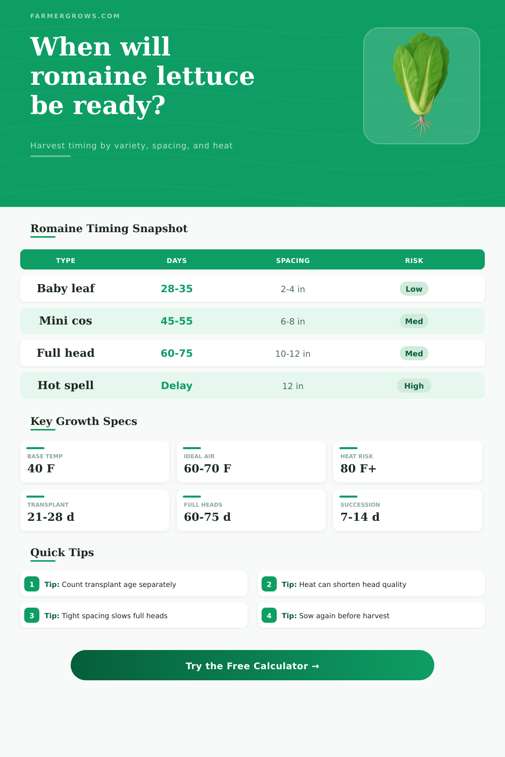 Romaine Lettuce Growth Time Calculator