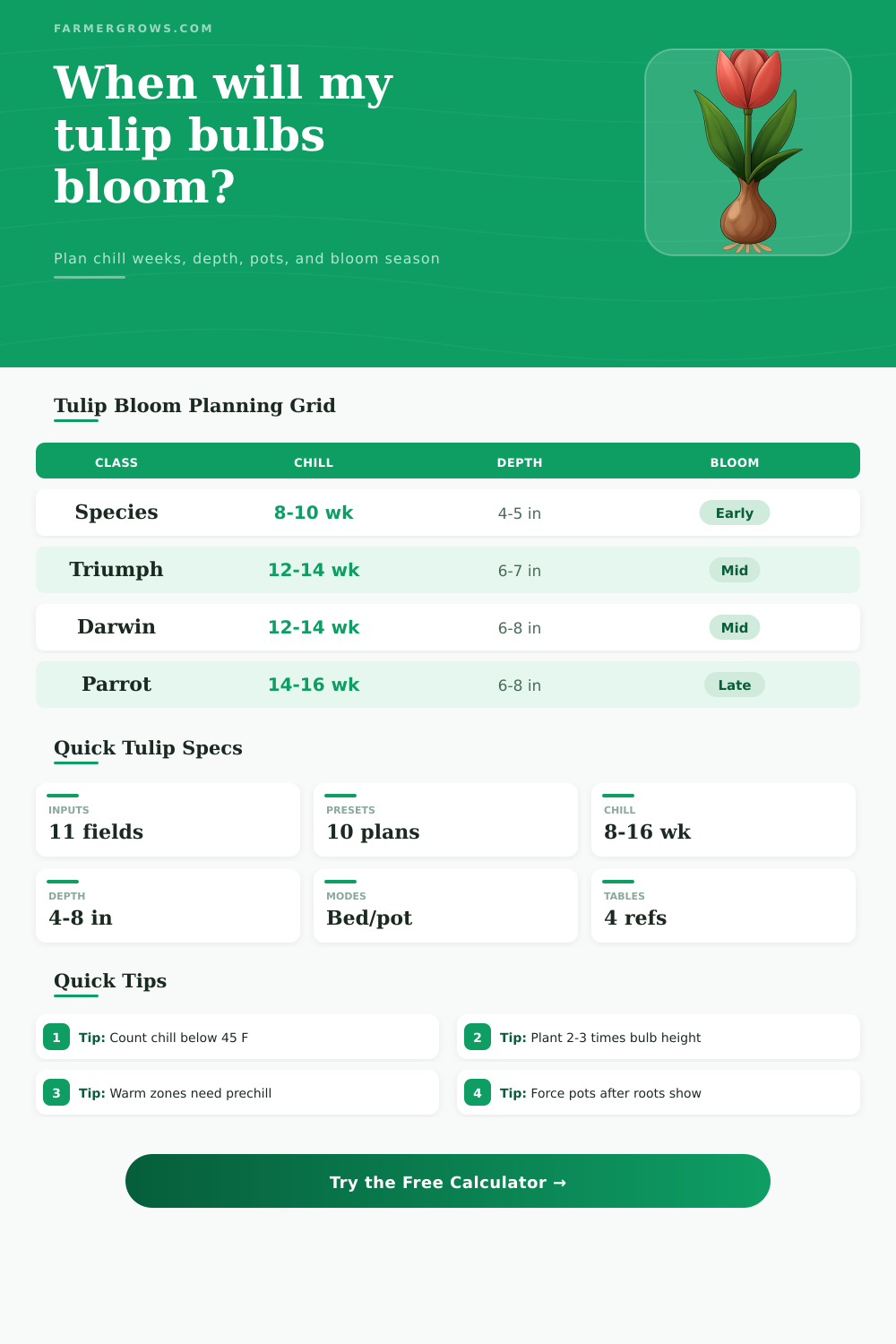 Tulip Bulb Bloom Time Calculator